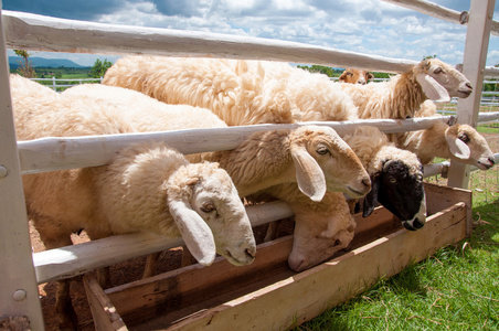 澳大利亞拉拉牧羊農場
